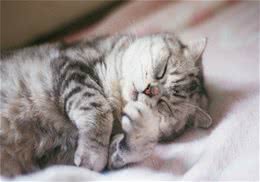 猫咪鼻孔发红可能是中暑