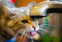 揭秘猫的超聪明喝水方式