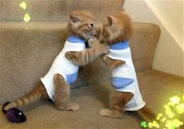 如何让训练猫咪为你衔物