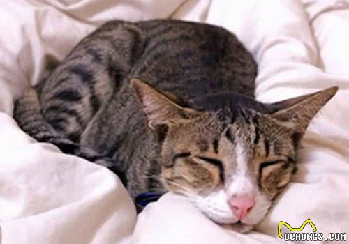 猫咪胃不舒服怎么办？