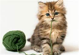 猫咪胃不舒服怎么办？