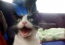 检查猫咪口腔的必要性