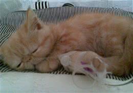 猫咪输液治疗异常及并发症的应对措施