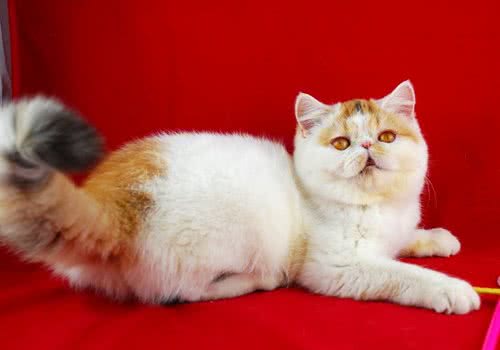 加菲猫吃什么猫粮好
