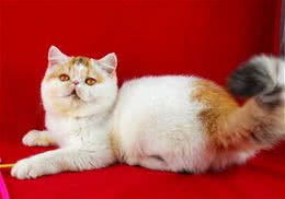 加菲猫吃什么猫粮好