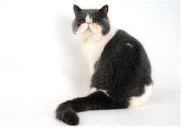 猫咪确定地盘的方式有哪些