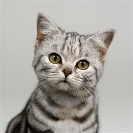 虎斑猫的生活习性，虎斑猫摇尾巴代表什么
