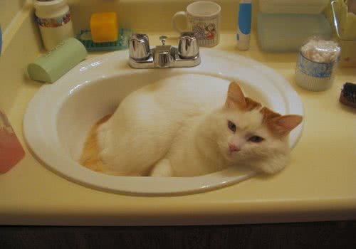 增加猫咪食欲的方法有些哪些