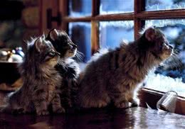 挪威森林猫主要的外形特征有哪些