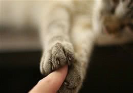 如何改善猫咪怕生的习惯