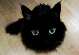 常见的短毛猫品种有哪些？