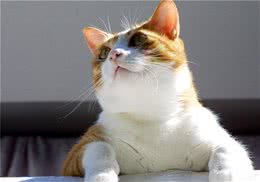 如何训练猫咪使用猫爬架