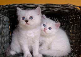 波斯猫的美容及护理方法