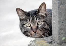 猫咪有多聪明之看脸色行事