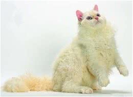 塞尔凯克卷毛猫的性格特点