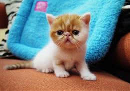 猫咪窒息怎么办