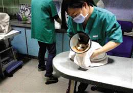猫咪在手术前需要准备什么？