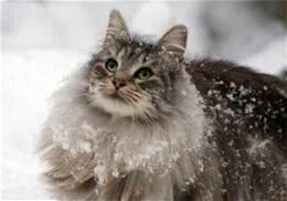 猫咪不理人的原因之解决办法