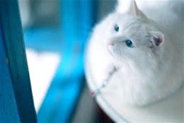 如何照顾失聪猫咪