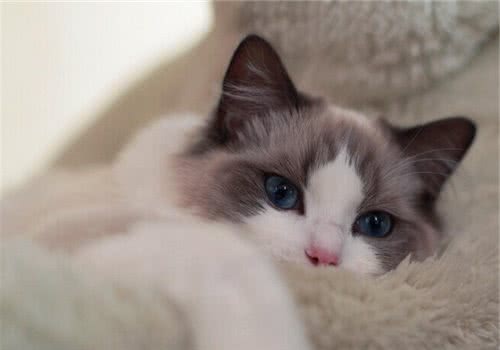 布偶猫适合什么人饲养