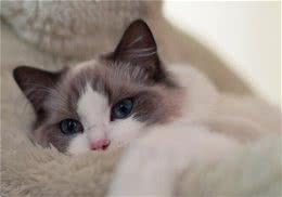 布偶猫适合什么人饲养