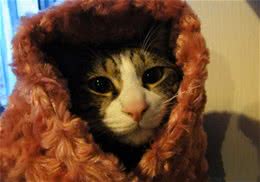 如何防止猫咪食入过多体毛