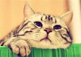 怎样训练一只淡定的猫？
