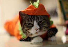 猫咪饮食不可忽视的两点