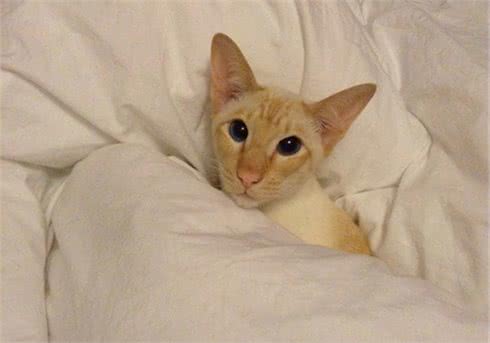 重点色短毛猫的喂食要求