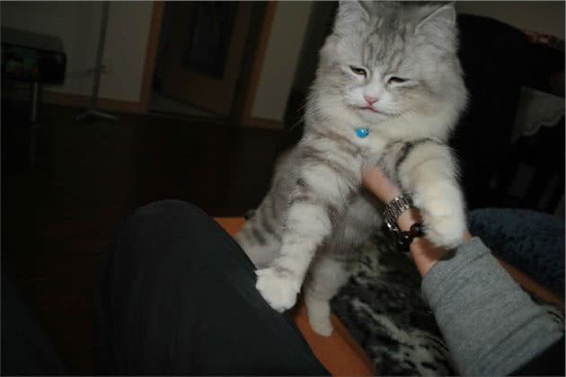 4步教你轻松打造握手猫