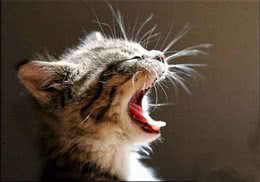 猫咪为什么不会咀嚼食物？