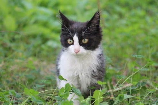 遛猫注意事项，不是所有猫都适合外出的