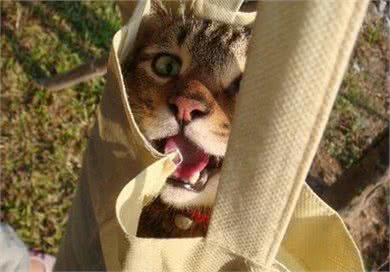 遛猫注意事项，不是所有猫都适合外出的