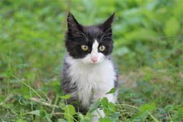 遛猫注意事项，不是所有猫都适合外出的