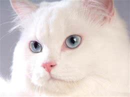 猫厕所应该多久清理一次