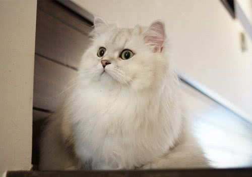 警惕波斯猫低价出售的陷阱