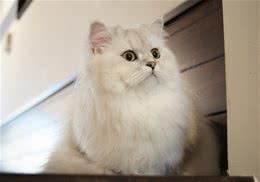 警惕波斯猫低价出售的陷阱