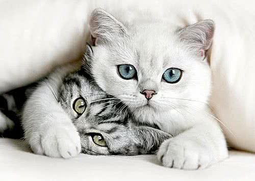 猫咪吃巧克力危害大