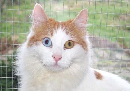 土耳其梵猫的品种简介