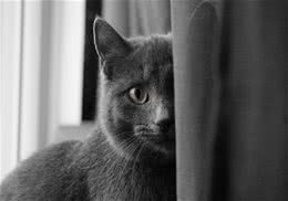 猫咪习性了解