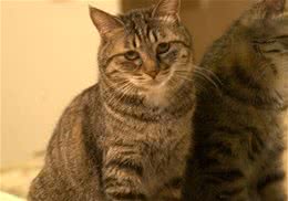 虎斑猫都是狸花猫吗？