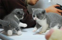 猫咪表示好感的办法以及猫咪日常行为