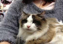 猫咪喝冷开水最健康