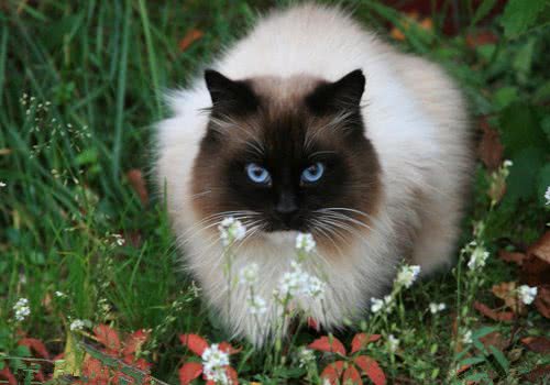 夏季猫猫剃毛必备工具