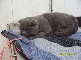猫咪喝水有学问