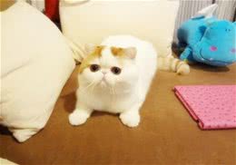 公猫绝育后应该注意什么