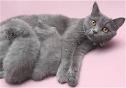 猫咪训练中常常会出现的错误观念