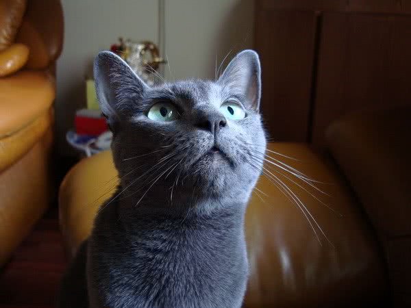 猫之贵族：俄罗斯蓝猫特点和图片品种介绍