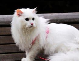 如何制止山东狮子猫玩耍中的攻击