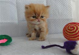 影响猫食欲的原因